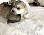 Собаки в Чернушке: Продам щенков сибирской хаски от титулованных родителей Мальчик, 35 000 руб. - фото 2