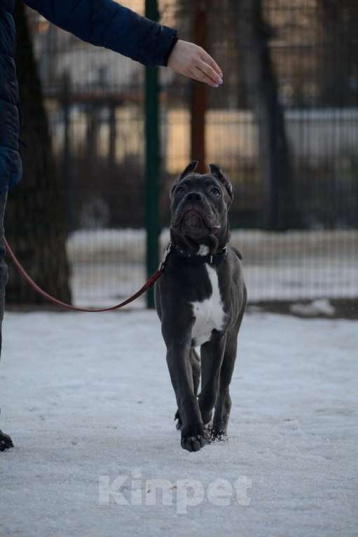 Собаки в Воронеже: Кане корсо, девочка Девочка, 70 000 руб. - фото 2