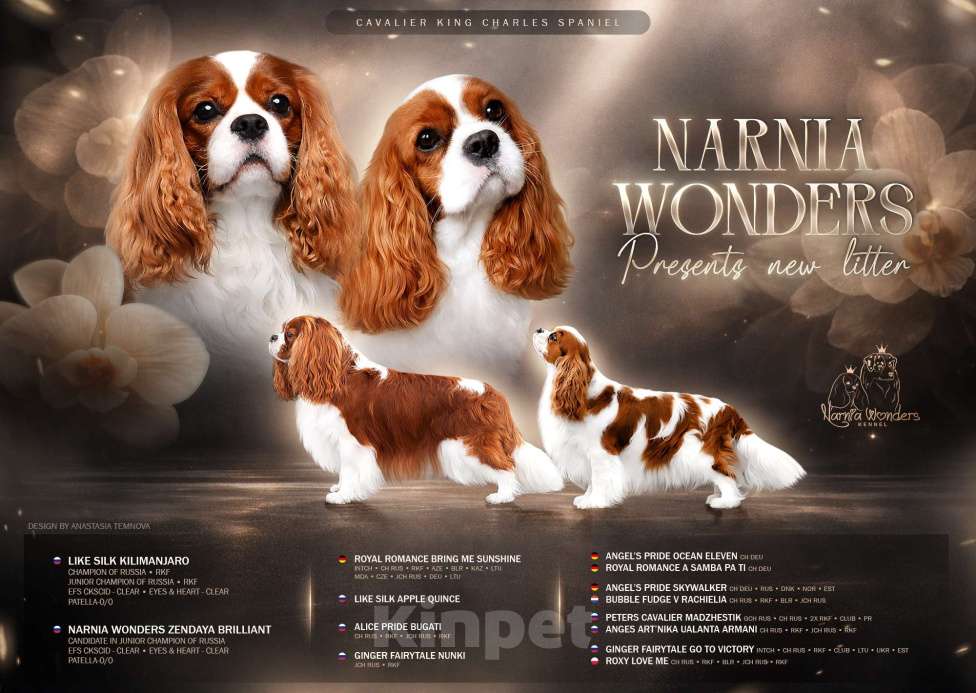 Собаки в Нижнем Новгороде: Кавалер кинг чарльз спаниель мальчик Мальчик, 100 руб. - фото 1