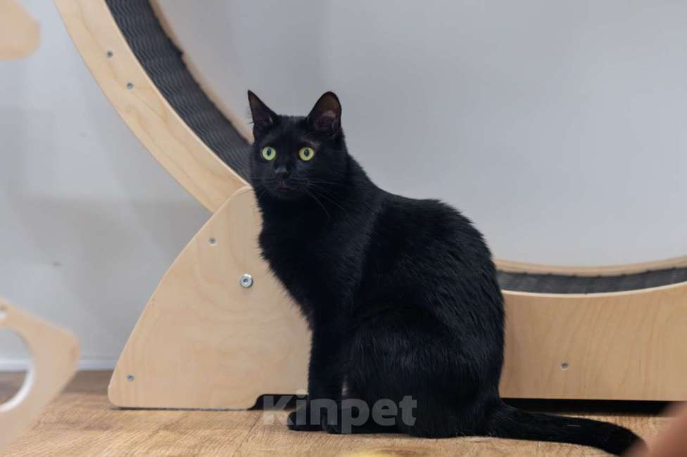 Кошки в Москве: кошка Багира в добрые руки Девочка, Бесплатно - фото 6