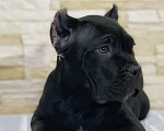 Собаки в Москве: Щенок кане-корсо Девочка, 80 000 руб. - фото 1