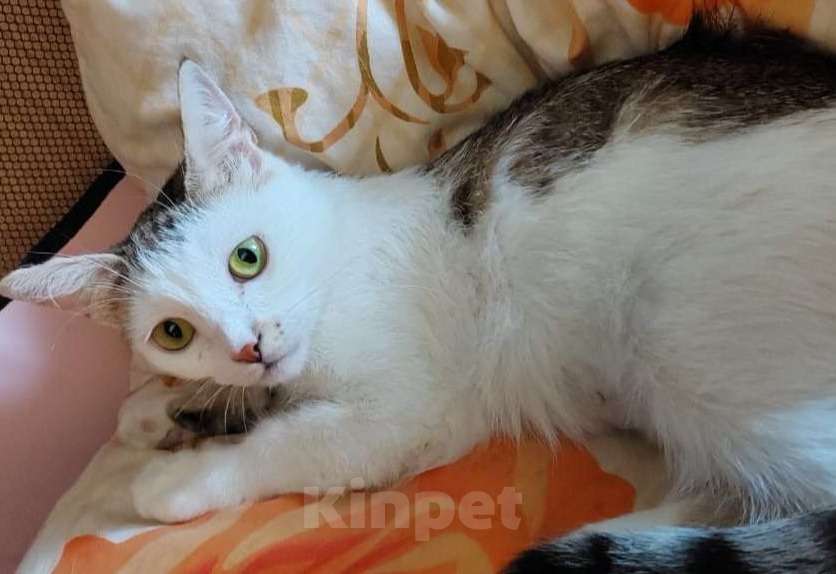 Кошки в Москве: Очаровательная кошечка Ася ищет свой дом (Москва и Мо) Девочка, Бесплатно - фото 2