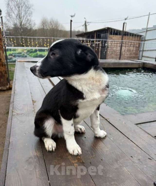 Собаки в других городах Владимирской области: Малышка Майя очень ждет своих родителей Девочка, Бесплатно - фото 2