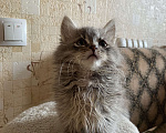 Кошки в Москве: Котенок Пух Мальчик, Бесплатно - фото 2