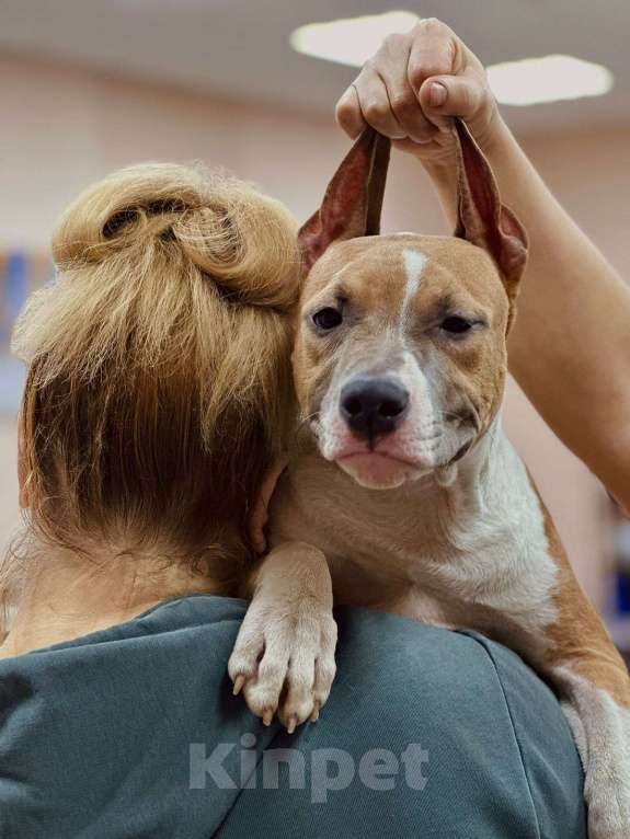Собаки в Москве: Яркая детка амстаффа  Девочка, 80 000 руб. - фото 4
