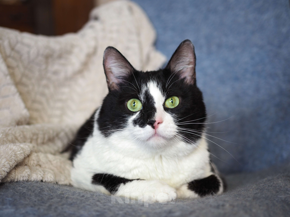 Кошки в Москве: Кот Вася в добрые руки  Мальчик, Бесплатно - фото 7