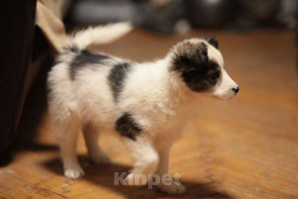 Собаки в Москве: Белый щенок Мальчик, Бесплатно - фото 5