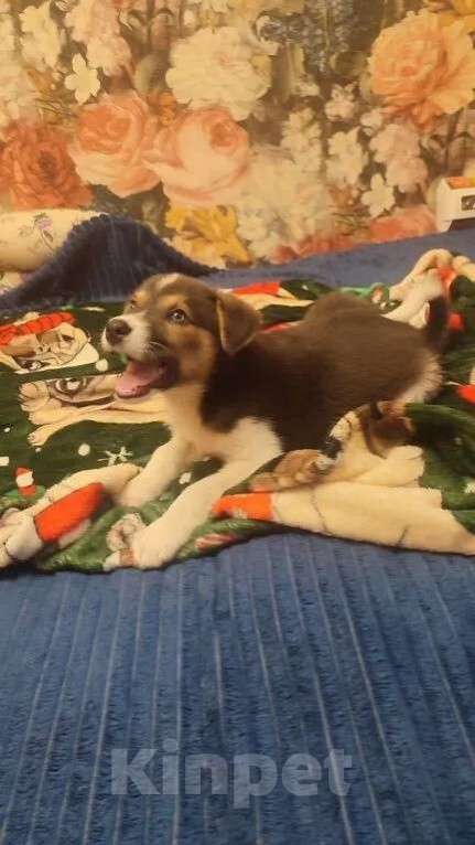 Собаки в Москве: Маленький харизматичный щенок ищет самые добрые ручки! Мальчик, Бесплатно - фото 2