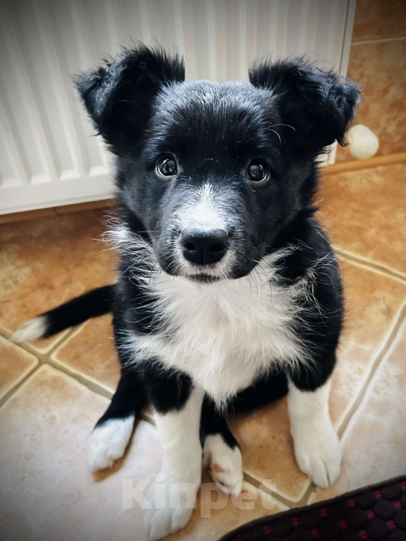 Собаки в Москве: Щенок Бордер колли девочка Девочка, 70 000 руб. - фото 1