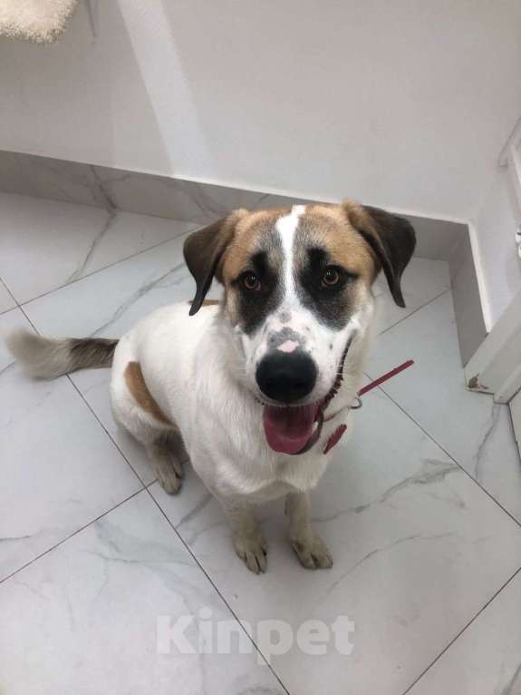 Собаки в Москве: Самый добрый пёс с самым тяжёлым началом Мальчик, Бесплатно - фото 4