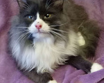 Кошки в Москве: Серый с белым сибирский котик Мальчик, Бесплатно - фото 3