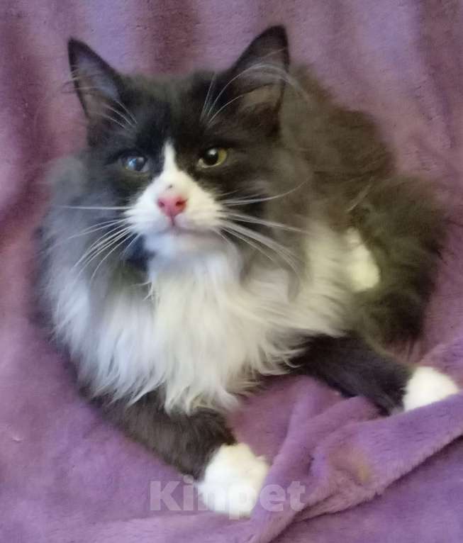 Кошки в Москве: Серый с белым сибирский котик Мальчик, Бесплатно - фото 3