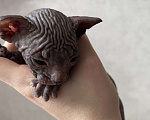 Кошки в Черногорске: Котята донского сфинкса Мальчик, 9 000 руб. - фото 4