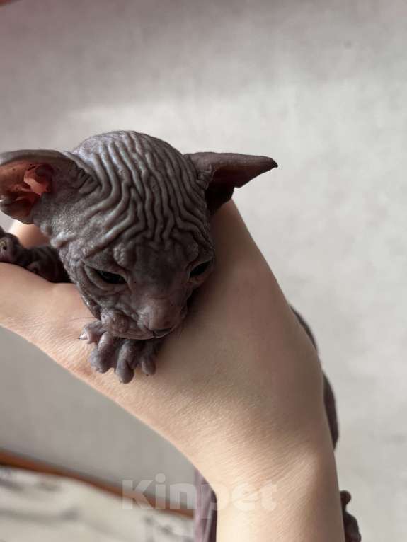 Кошки в Черногорске: Котята донского сфинкса Мальчик, 9 000 руб. - фото 4