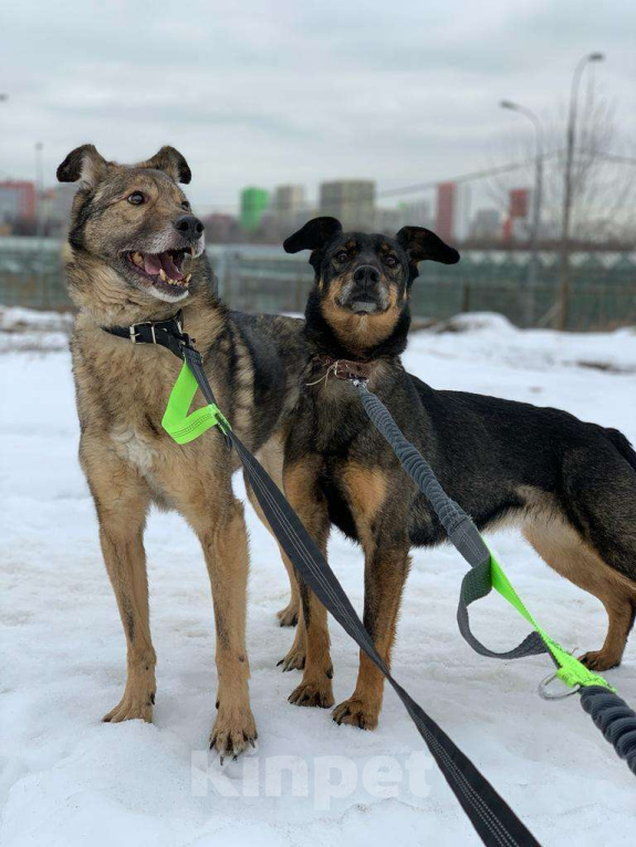 Собаки в Москве: Лика Девочка, Бесплатно - фото 3