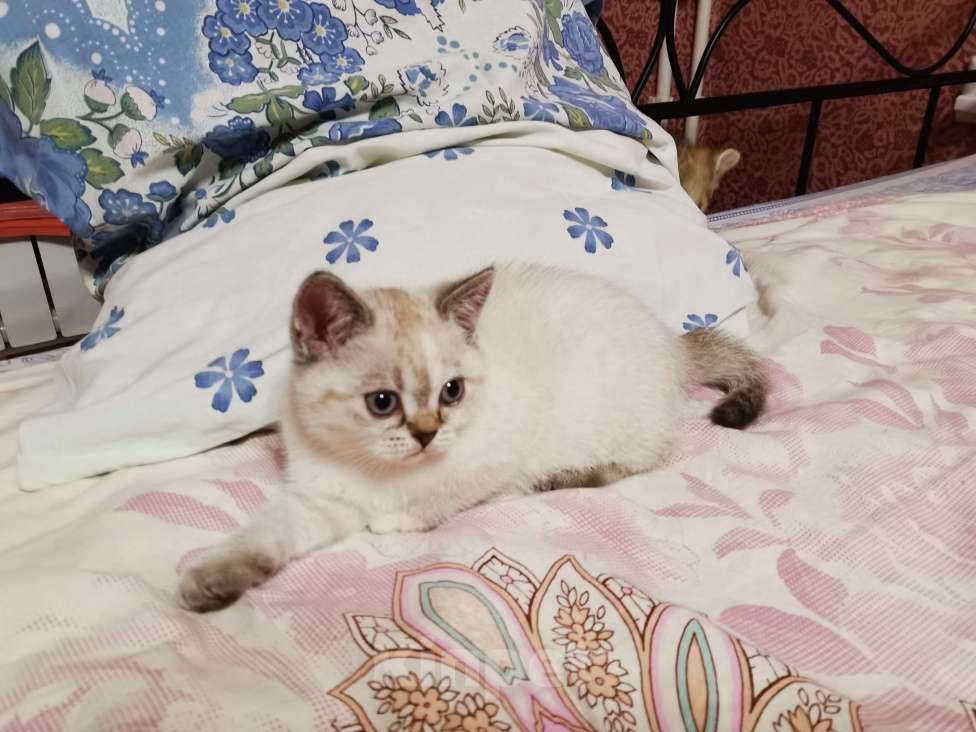 Кошки в Москве: Шотландские котята  Девочка, 10 000 руб. - фото 2