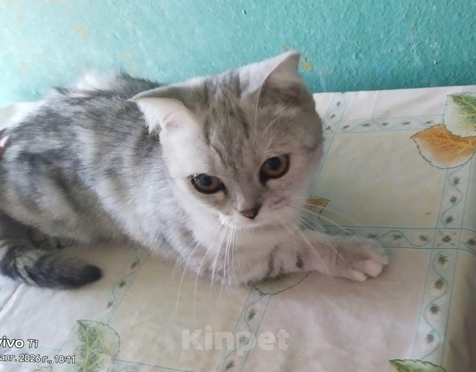 Кошки в Саратове: Отдам в добрые руки Девочка, Бесплатно - фото 1