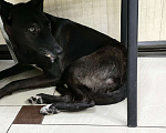Собаки в Сочи: Пропала собака  Девочка, Бесплатно - фото 1