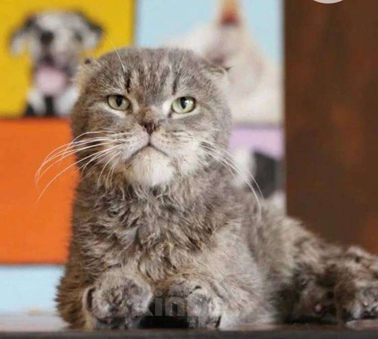 Кошки в Москве: Колобочку некуда идти! Мальчик, Бесплатно - фото 2