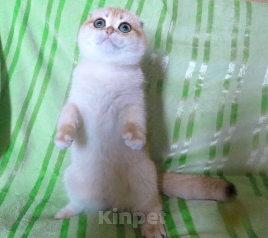 Кошки в Москве: роскошная золотая шиншилла Девочка, Бесплатно - фото 4