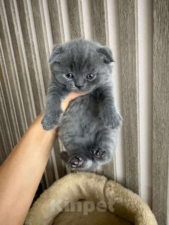 Кошки в Екатеринбурге: Котята Мальчик, 25 000 руб. - фото 2