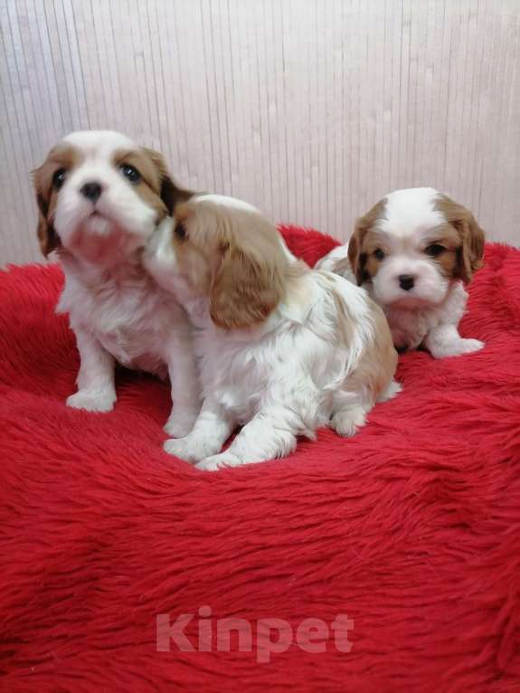 Собаки в Москве: Кавалер Кинг Чарльз спаниель щенки.  Девочка, 100 000 руб. - фото 5