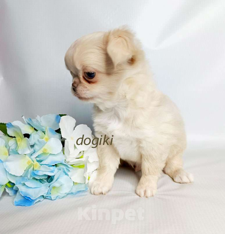 Собаки в Москве: Чихуахуа мальчик лиловый носик Мальчик, 25 000 руб. - фото 3