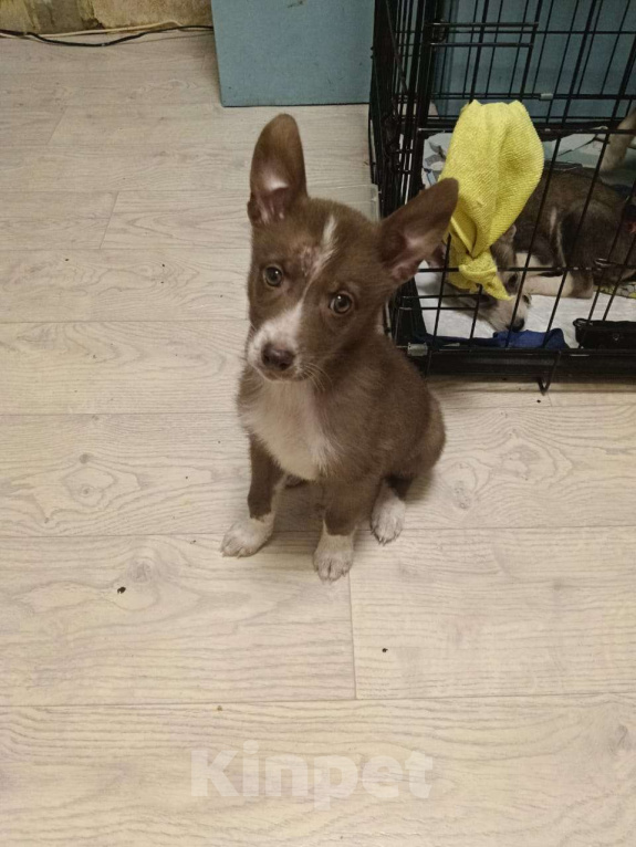 Собаки в Москве: Метис Лайки в добрые руки Девочка, Бесплатно - фото 3