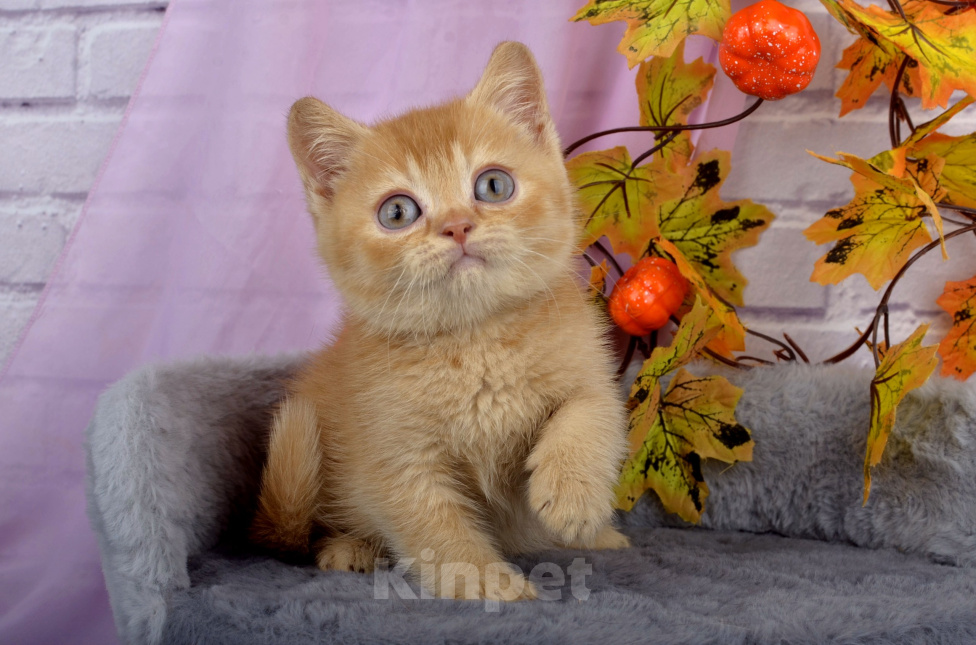 Кошки в Санкт-Петербурге: Британский солнечный котенок Мальчик, 40 000 руб. - фото 10