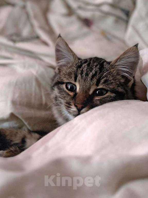 Кошки в Москве: Солнечный добрый котенок Васенька ищет семью Мальчик, 10 руб. - фото 2