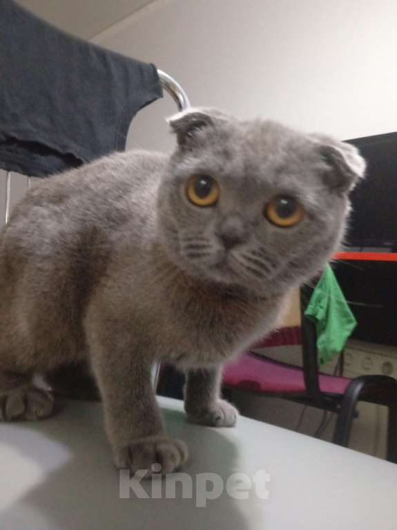 Кошки в Курганинске: Продаю кошечку вислоухая  Девочка, 3 000 руб. - фото 2