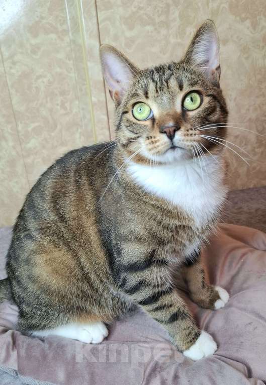 Кошки в Москве: Бруни едет на выставку-пристройство WOOF в Москву  Мальчик, Бесплатно - фото 8