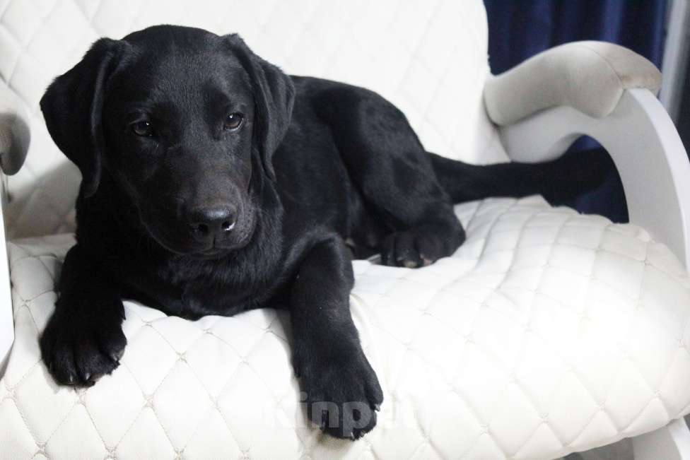 Собаки в Нижнем Новгороде: Подрощенный щенок с документами РКФ Девочка, 35 000 руб. - фото 4