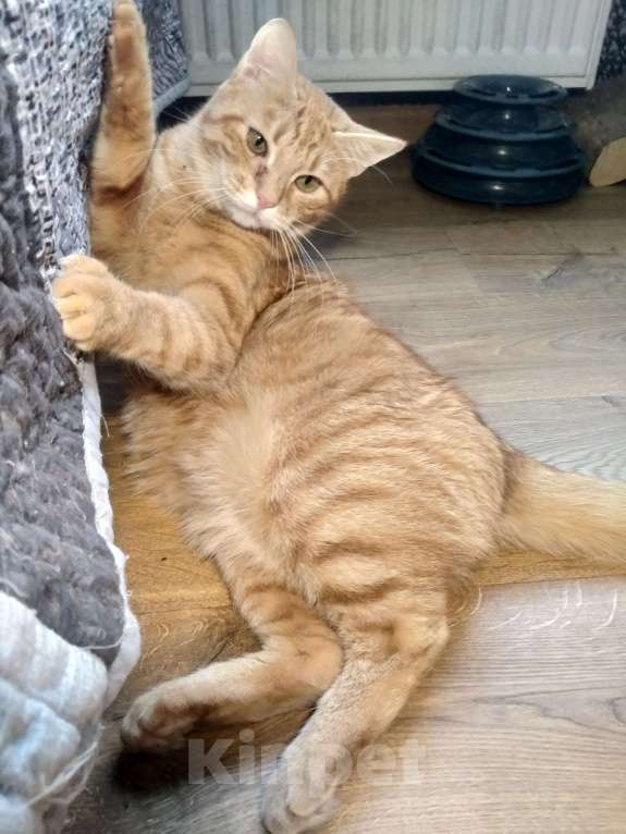 Кошки в Санкт-Петербурге: Кот в добрые руки Мальчик, Бесплатно - фото 4