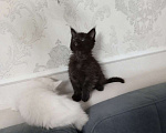 Кошки в Белгороде: Котята мейн-кун Мальчик, 15 000 руб. - фото 7