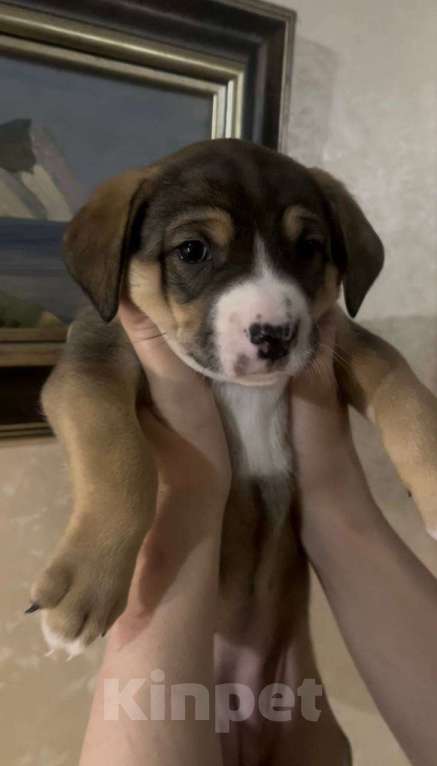 Собаки в Москве: Нежная Булочка ищет дом Девочка, Бесплатно - фото 3