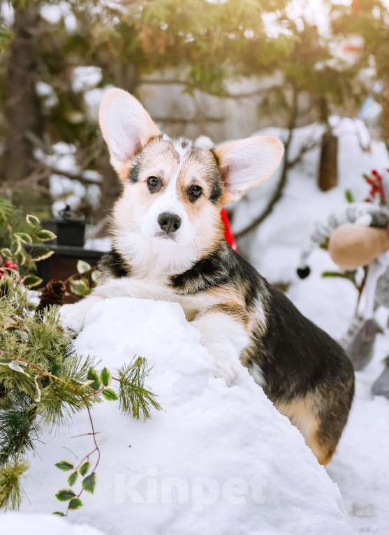 Собаки в Новосибирске: Вельш Корги Пемброк Джек Воробей Мальчик, 65 000 руб. - фото 3