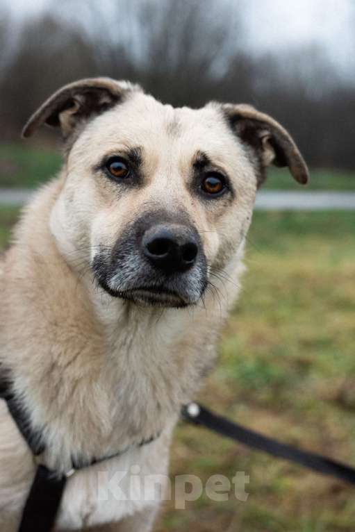 Собаки в Москве: Честер Мальчик, Бесплатно - фото 3