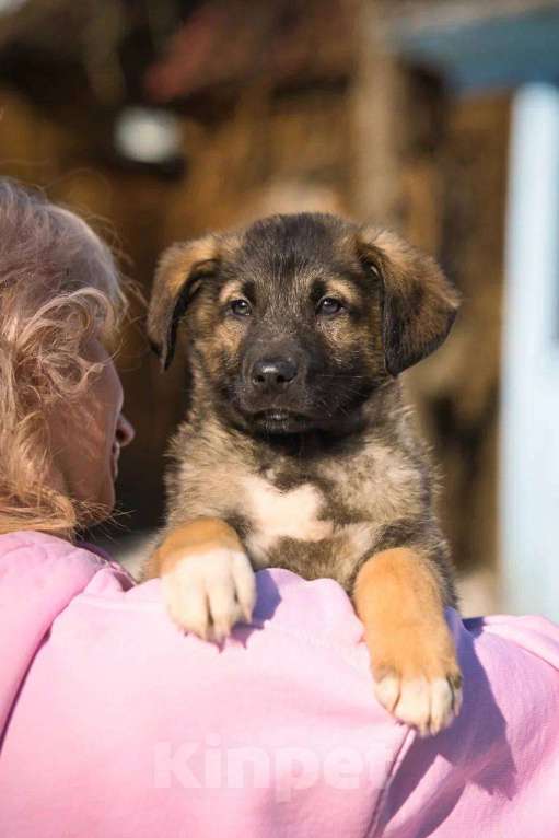 Собаки в Красногорске: Примо Мальчик, Бесплатно - фото 2