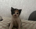 Кошки в Курске: Котенок Девочка, Бесплатно - фото 2
