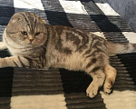 Кошки в Кулебаках: Котик на вязку, 1 000 руб. - фото 1