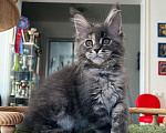 Кошки в Одинцово: Котенок мейн кун Сабрина Девочка, 40 000 руб. - фото 1