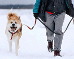 Собаки в Москве: Невероятный красавец Акита Ину Дайрин ищет дом Мальчик, Бесплатно - фото 3