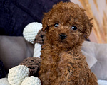 Собаки в Москве: Монро Шушу Той Пудель РКФ Китай От Питомника Девочка, Бесплатно - фото 5