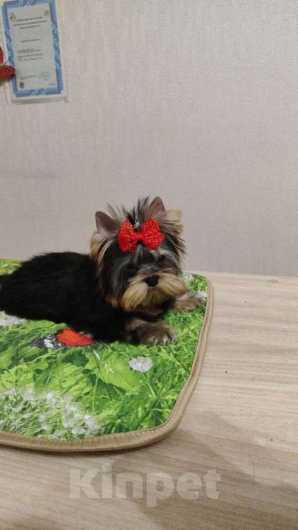 Собаки в Красногорске: Продам щенков  Девочка, 35 000 руб. - фото 7