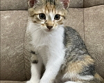 Кошки в других городах Краснодарского края: Котенок в добрые руки Девочка, Бесплатно - фото 1