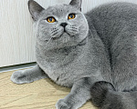 Кошки в Москве: Британский котенок Девочка, 25 000 руб. - фото 8