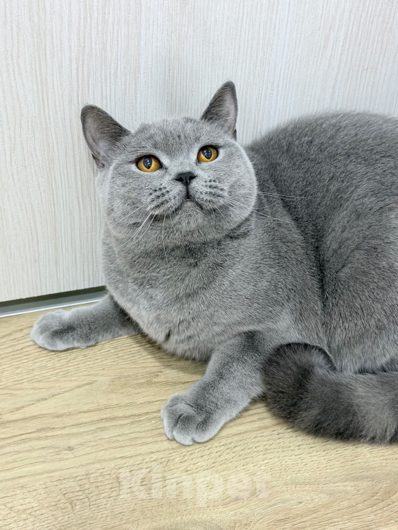 Кошки в Москве: Британский котенок Девочка, 25 000 руб. - фото 8