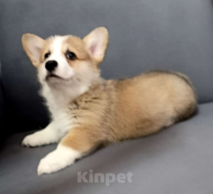 Собаки в других городах Краснодарского края: Мальчик-крвсавчик вельш-корги пемброк Мальчик, 50 000 руб. - фото 3