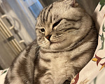 Кошки в Химках: Кот по имени Мош ищет дом Мальчик, Бесплатно - фото 2